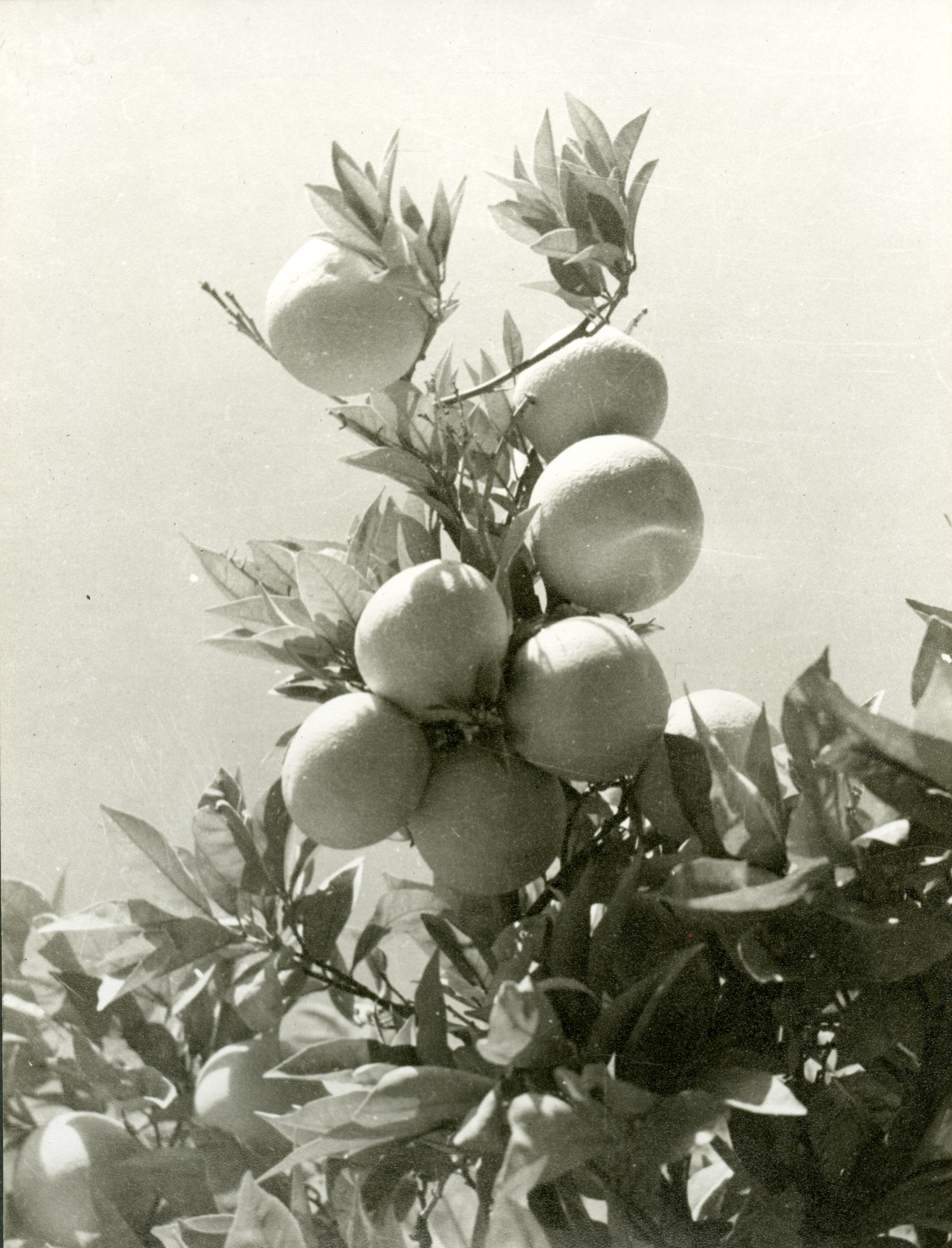 Figure 4. Citrus groves cultivated at the Alami Farm School. Photograph Album The Arab Development Society, Jericho-Jordan, Middle East Centre Archive, St Antony’s College, Oxford (5/1/35)