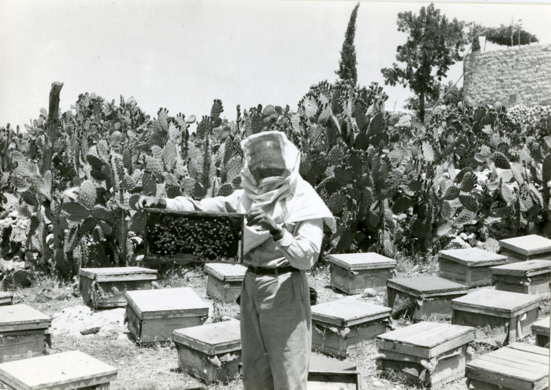 Figure 8. Beekeeping at the Alami Farm School. Beekeeping was part of the agricultural education curriculum. Photograph Album The Arab Development Society, Jericho-Jordan, Middle East Centre Archive, St Antony’s College, Oxford (5/2/27)